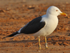 1cy fuscus in August, ringed in Finland. (81365 bytes)